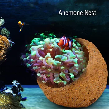 Anemone Lizdą Kelią bėga Molio ir Live Rock numatyti Akvariumas, Reef Bakas