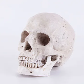 HeyMamba Helovinas Apdailos Kaukolės Modelis Statula Žmogaus Anatomijos Anatomija Galvos Medicininis Modelis, Namų Apdailos Juosta