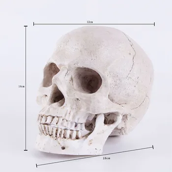 HeyMamba Helovinas Apdailos Kaukolės Modelis Statula Žmogaus Anatomijos Anatomija Galvos Medicininis Modelis, Namų Apdailos Juosta