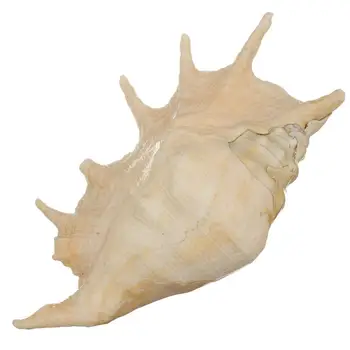 Jūros Kriauklių Mare Myli Shell Schelpen Conchas Coquillage Kriauklių, Jūros Dugno Namų Dekoro Natūralus Dekoratyvinis Kriauklių Hogar