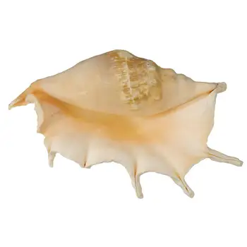 Jūros Kriauklių Mare Myli Shell Schelpen Conchas Coquillage Kriauklių, Jūros Dugno Namų Dekoro Natūralus Dekoratyvinis Kriauklių Hogar
