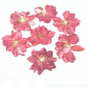 Pradinės spalvos Larkspur Džiovintų presuotų gėlių kompozicijos, Vestuvių Dekoravimas Gėlėmis Nemokamai Siunta 120pcs