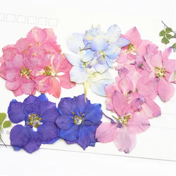 Pradinės spalvos Larkspur Džiovintų presuotų gėlių kompozicijos, Vestuvių Dekoravimas Gėlėmis Nemokamai Siunta 120pcs