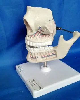 Suaugusiųjų Žandikaulio Dantys Modelis Dantų Lab Žandikaulį, Dantis Studijų Modelį Dantų Dantį, Dantų Odontologas Odontologijos Anatomijos Anatomijos Modelis
