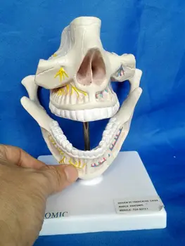 Suaugusiųjų Žandikaulio Dantys Modelis Dantų Lab Žandikaulį, Dantis Studijų Modelį Dantų Dantį, Dantų Odontologas Odontologijos Anatomijos Anatomijos Modelis