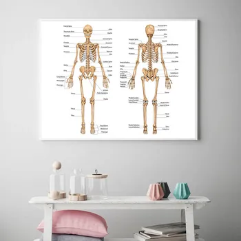 Žmogaus Kūno Anatomiją Drobė Sienos Meno Plakatas Spausdinimo Skeleto-Raumenų Sistemos Didaktinė Valdybos Nuotrauką Tapybos Studijų Kambario Apdaila